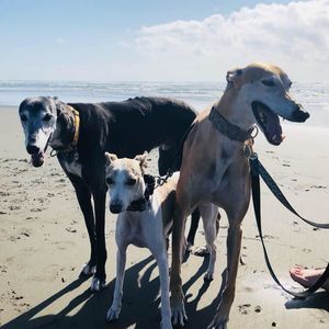 Meet your Posher, Samara